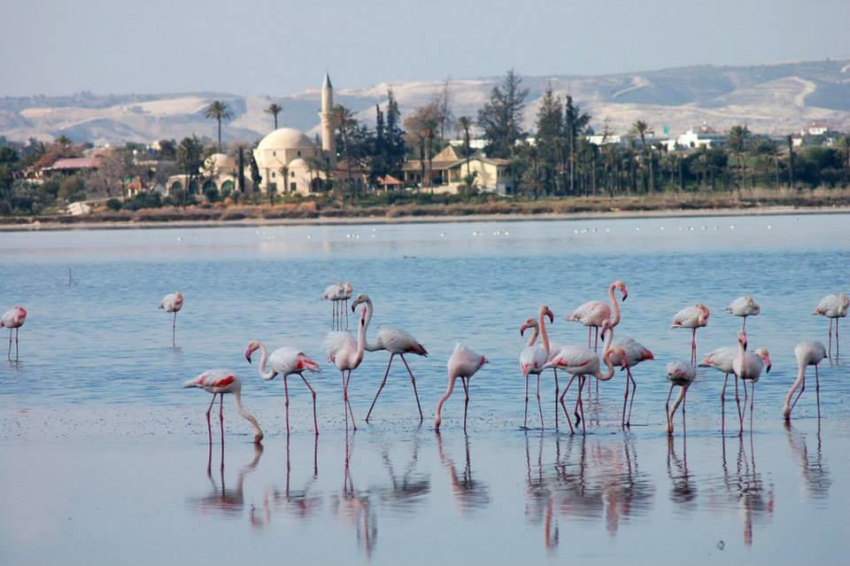 Penelope Court Apartment 102 Larnaca Esterno foto